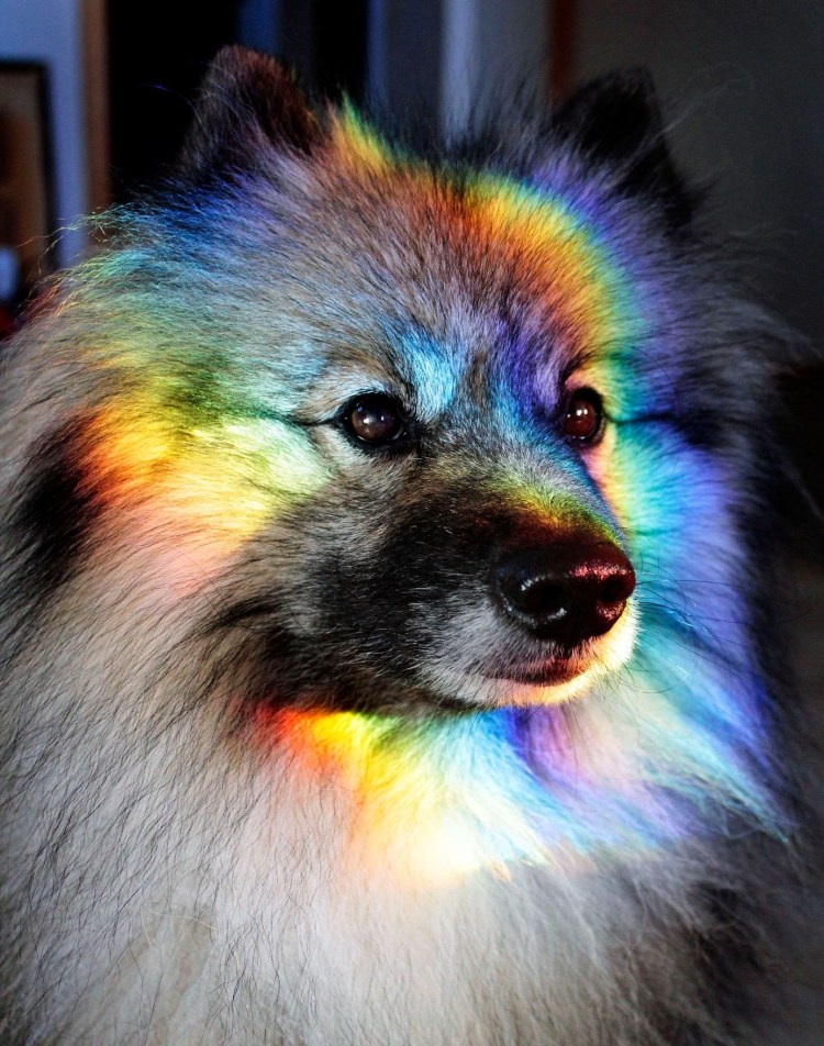 Радужные щенки