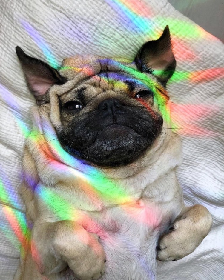 Собака на радуге