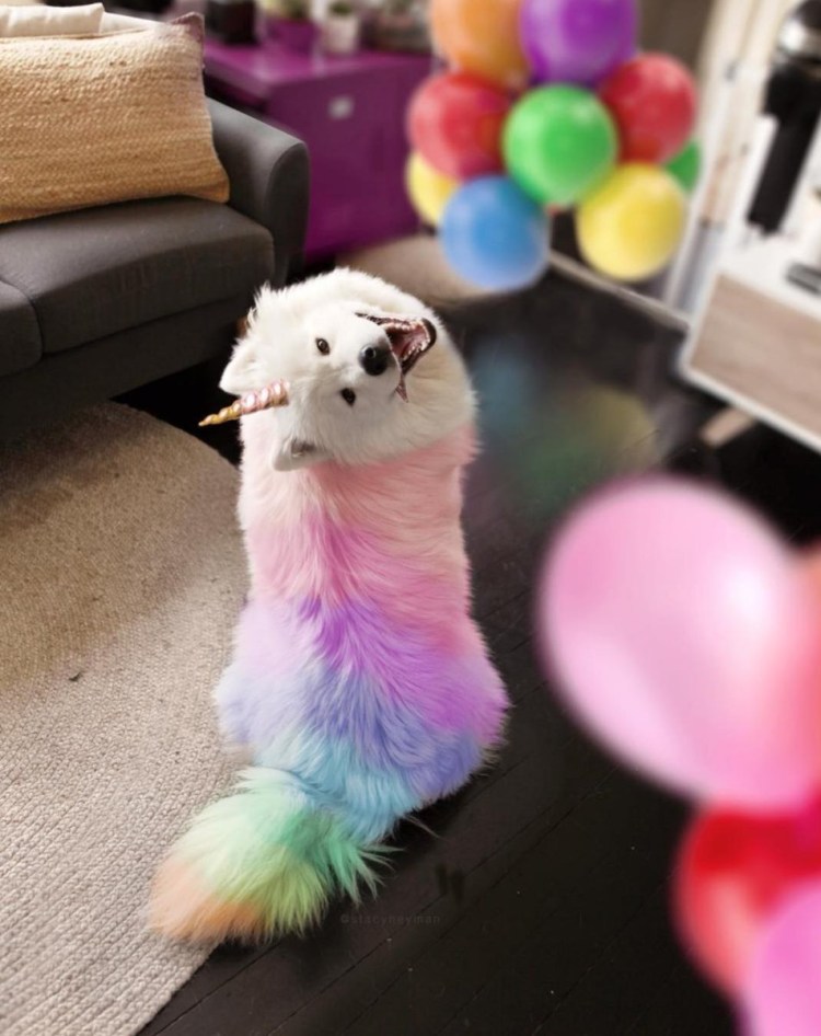 Радужная собака