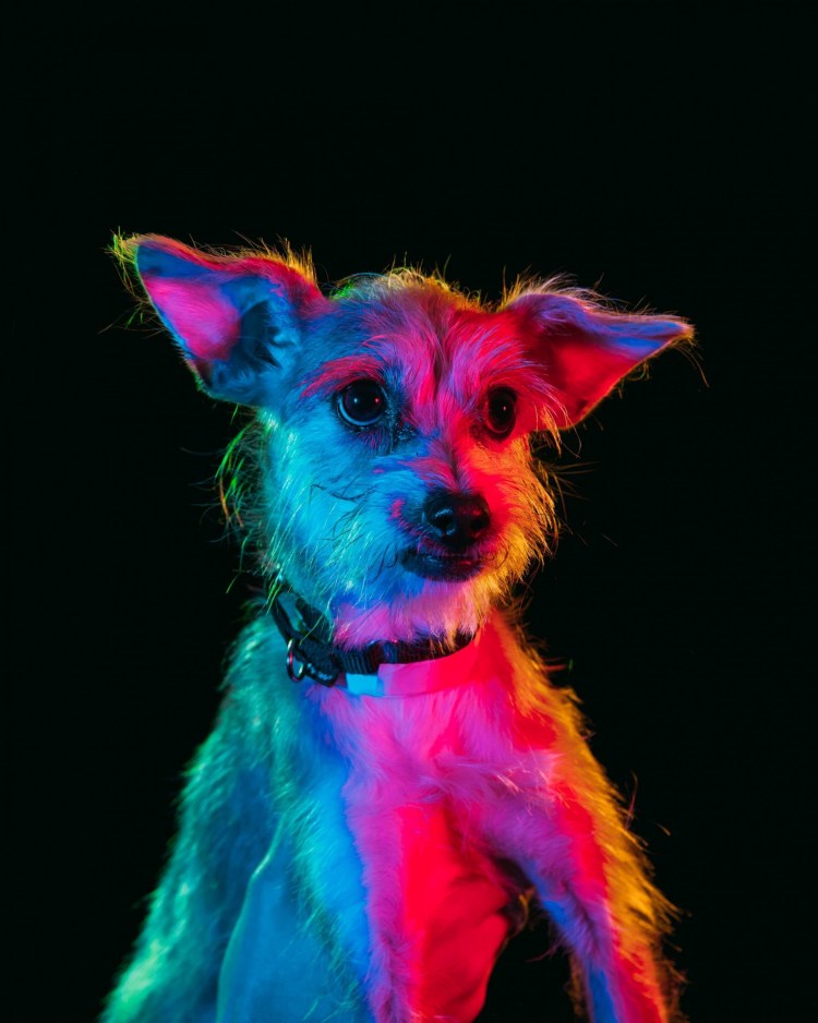 Яркая собака