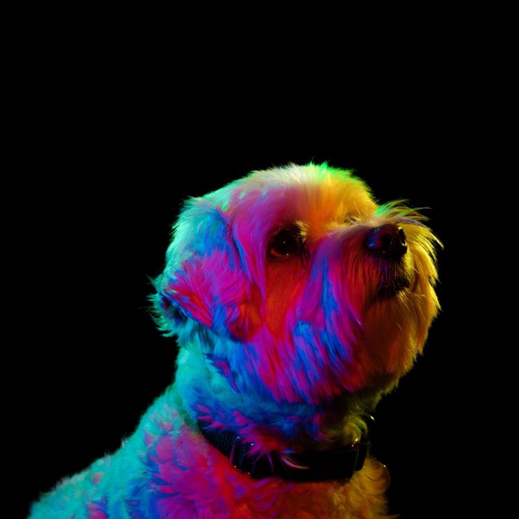 Разноцветные собаки