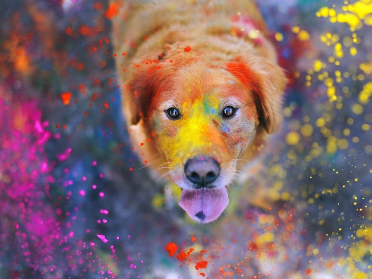 Лайка самоед с розовыми