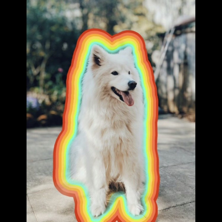 Разноцветные собаки