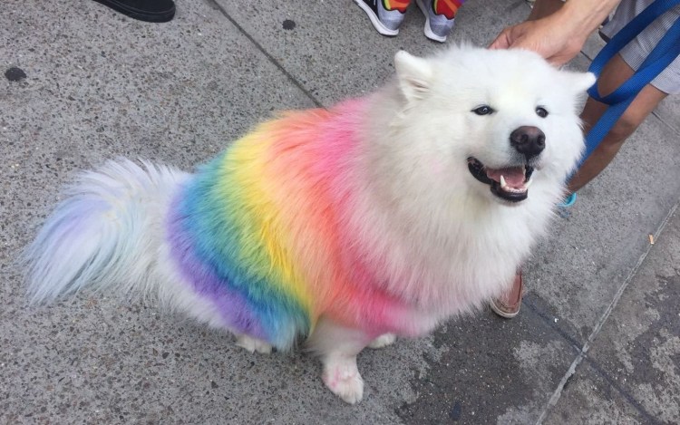 Самоеды розовые