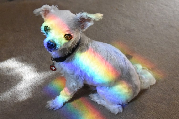 Радужные собачки