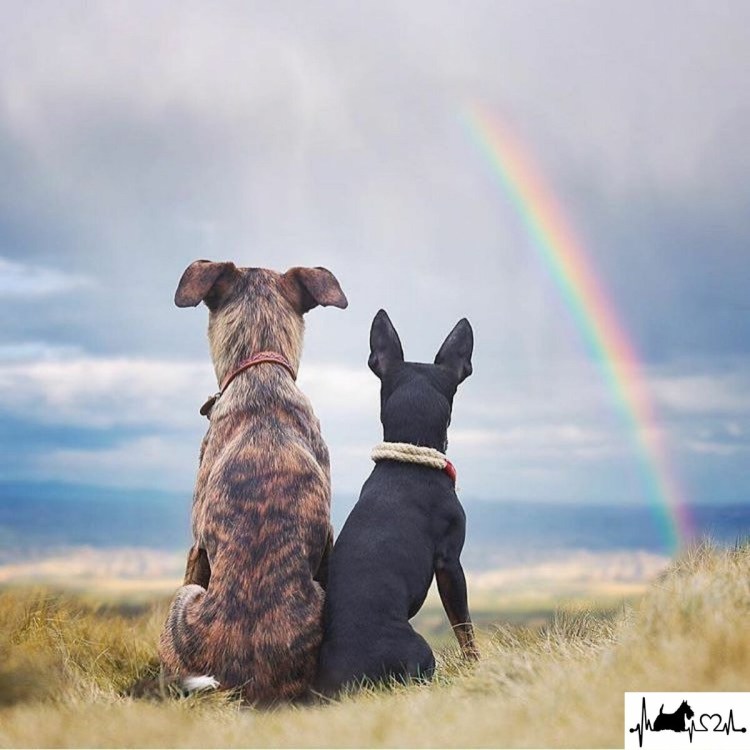 Собака в Радужном костюме