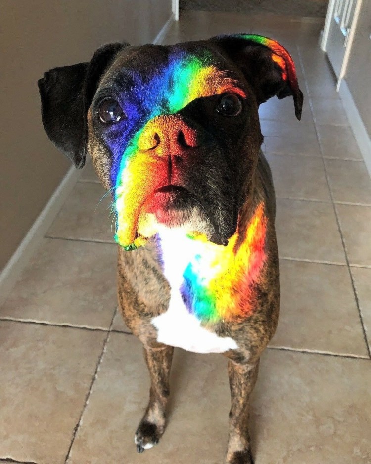 Радужная собака