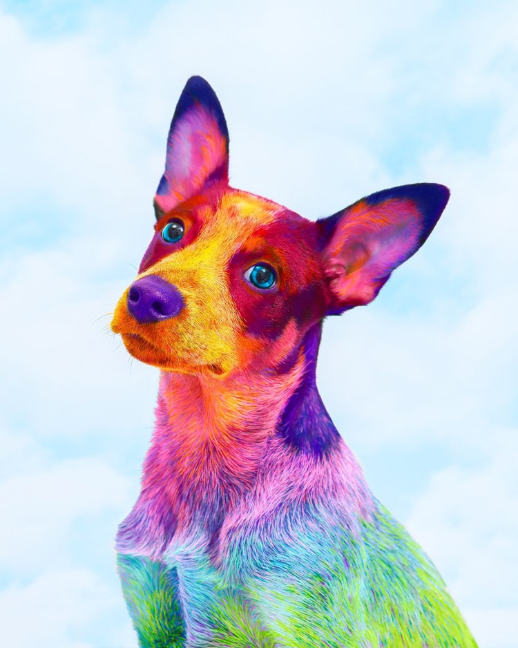 Разноцветные собачки