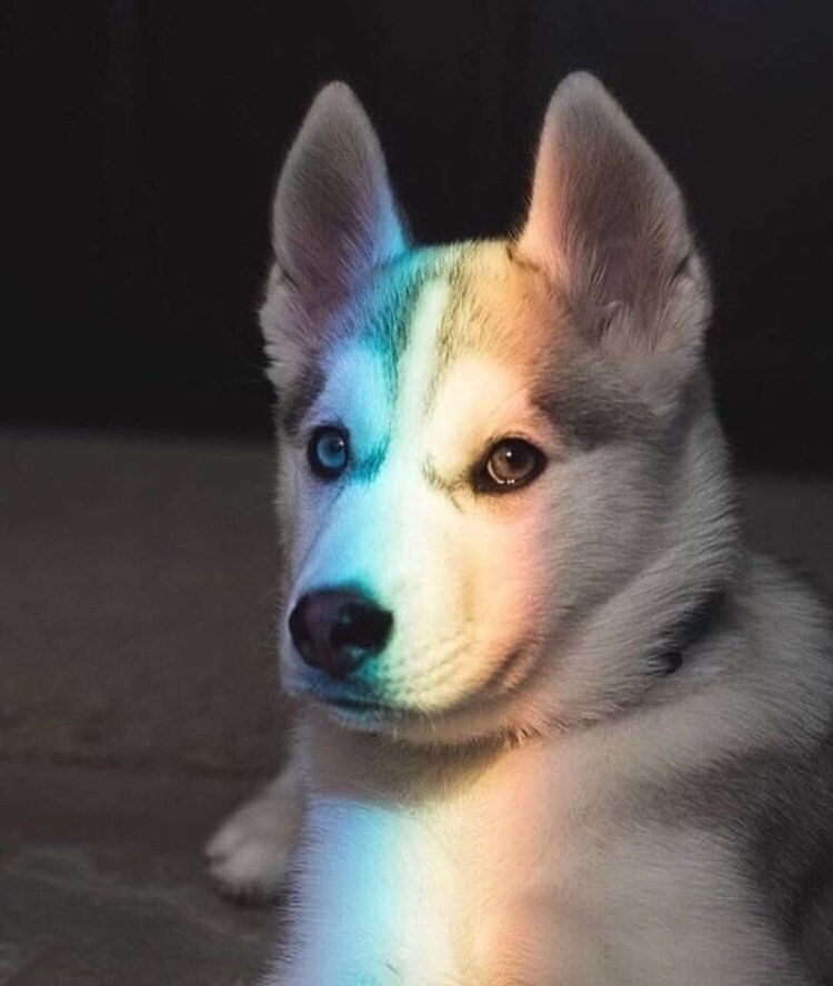 Радужный пес