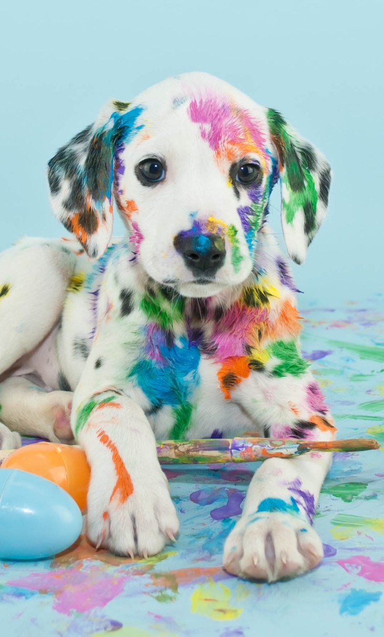 Собачья Радуга