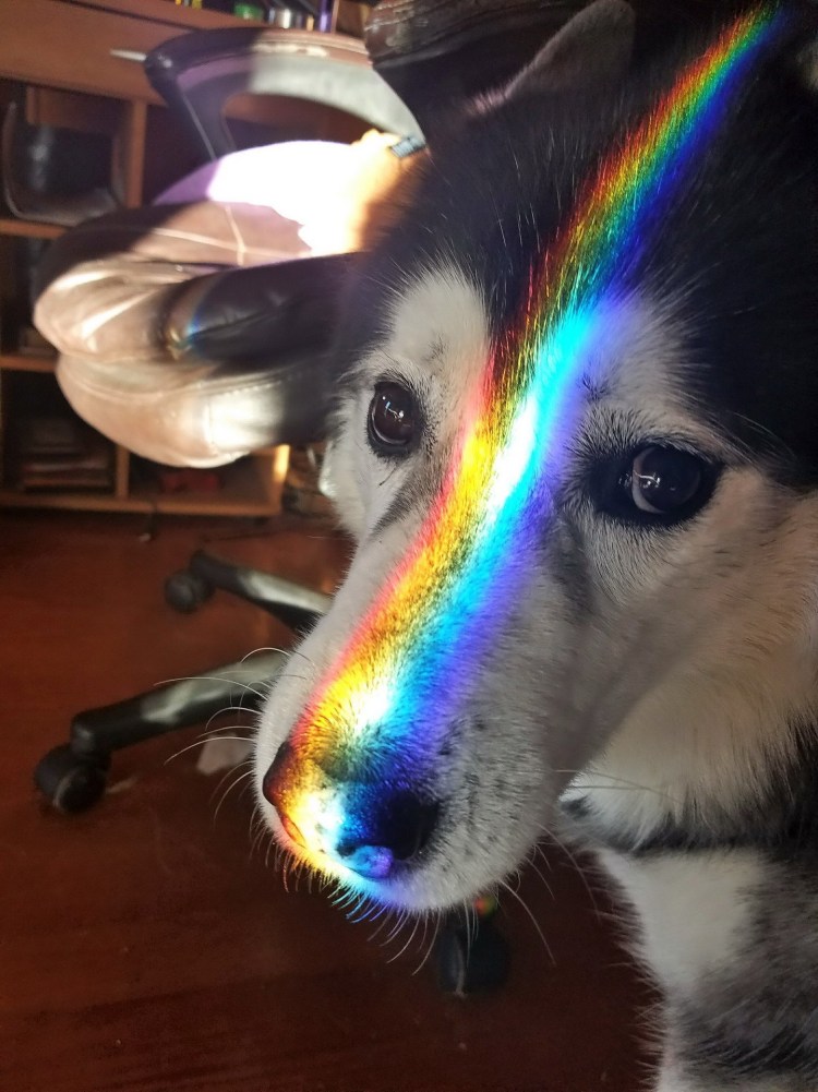 Разноцветные собачки