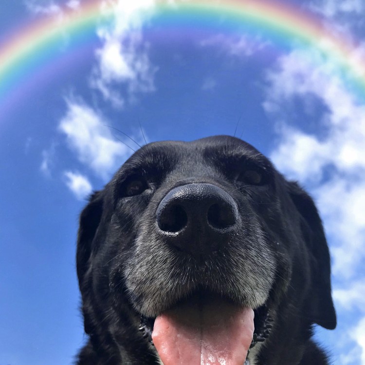 Разноцветные животные арт