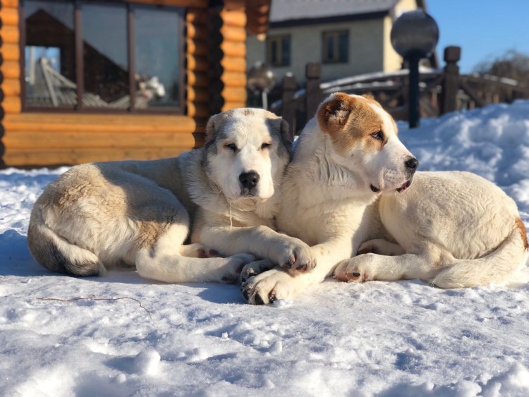 Обнимашки с алабаем