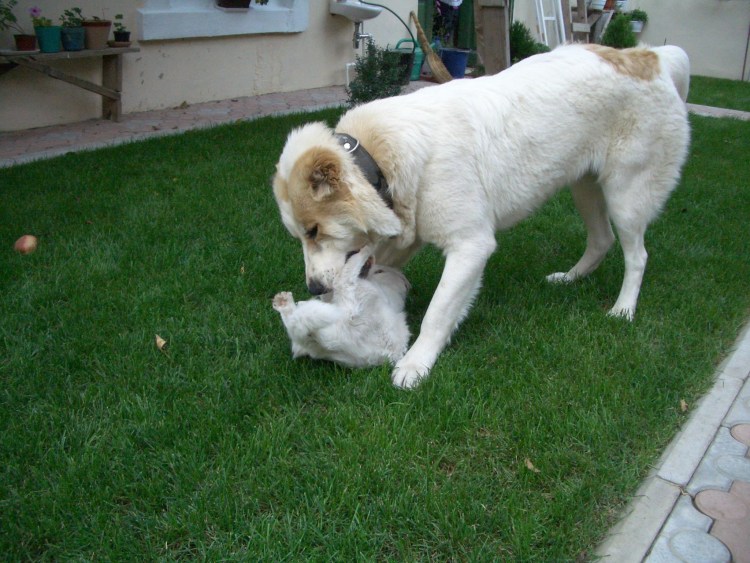 Алабай понарошку