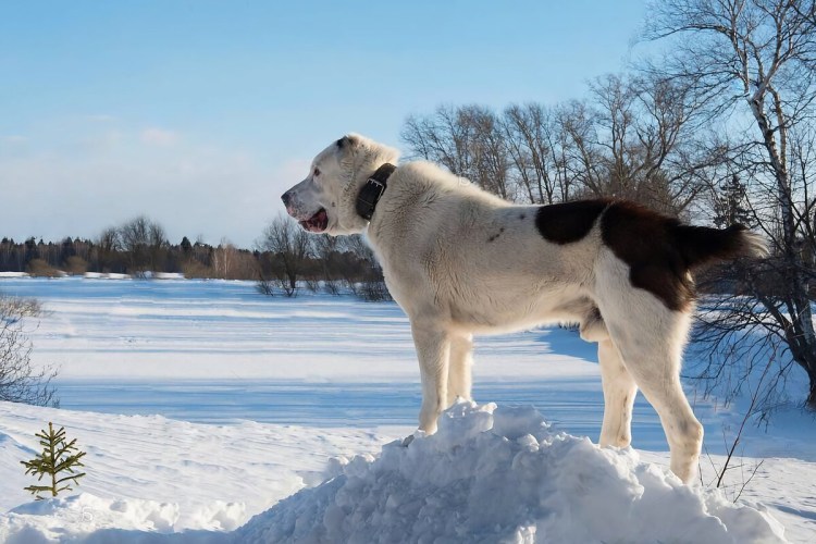 Алабай кангал Coban