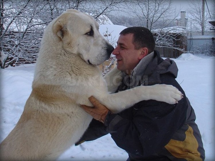 Алабай в снегу