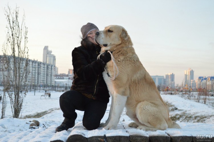 Хааки прогулка с хаски Красноярск