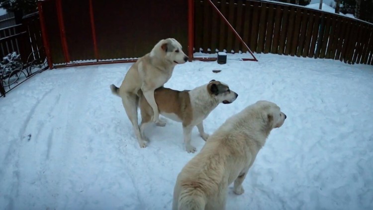 Американский хозяин