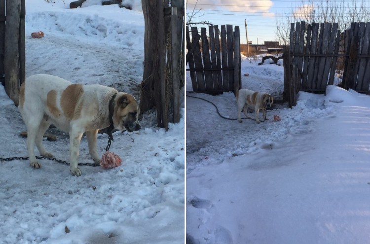 Алабай серый