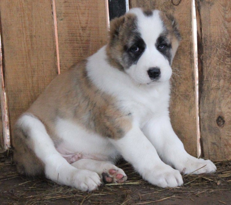 2 Белый алабай