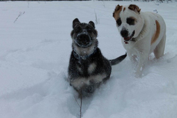 Возбужденный писюн алабая