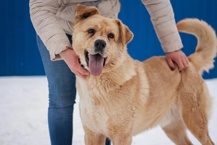 Среднеазиатская овчарка и дети