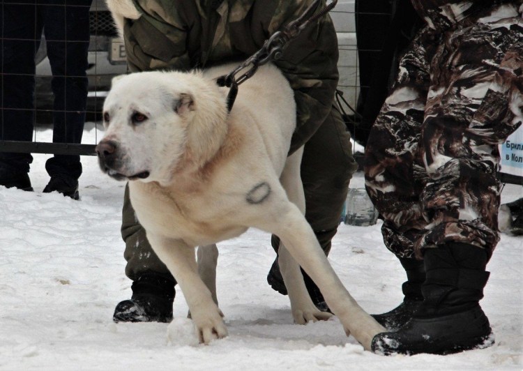 Кавказский алабай щенок