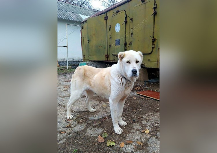 Алабай зимой