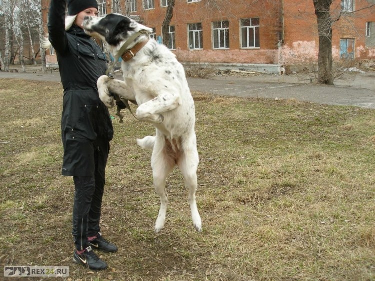 Алабай и кошка