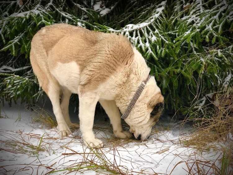 Алабай собака с хозяином