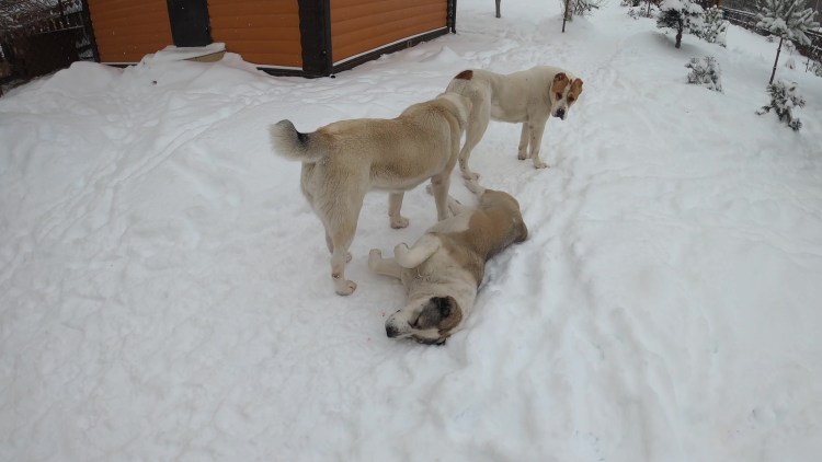 ТИМЕРТАШ Шик и блеск