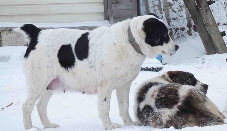 Объявления в Белгороде о пропаже собак алабай