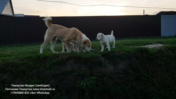 Маленькая собачка лает на алабая gif