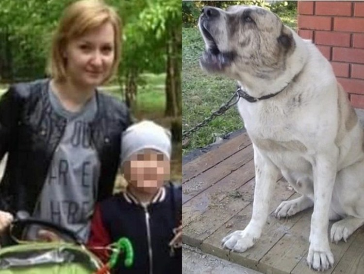 Алабай и чихуахуа