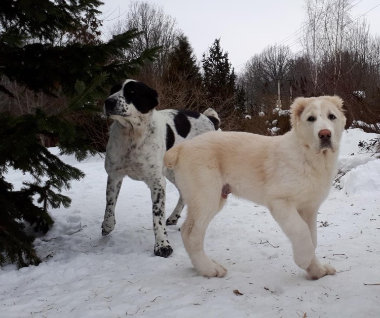 Русский риск питомник алабаев