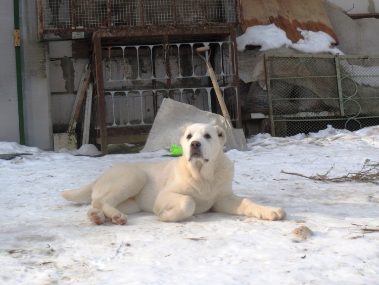 Потерялась собака девочка алабай