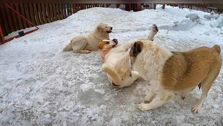 Берри у алабай и Ксю