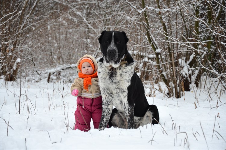 Среднеазиатская овчарка производители