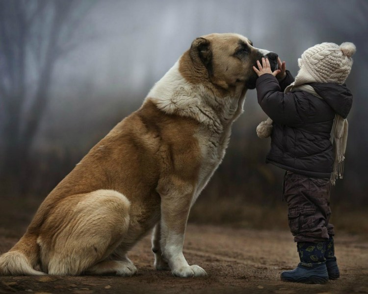 Алабай и Ксю