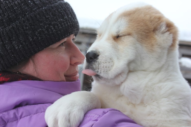 Ксения Оводова алабай