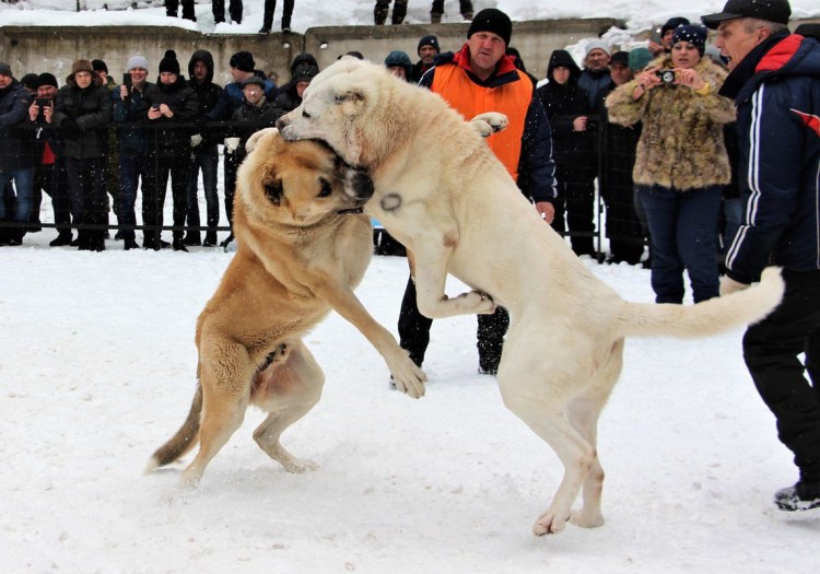 Корги и алабай помесь