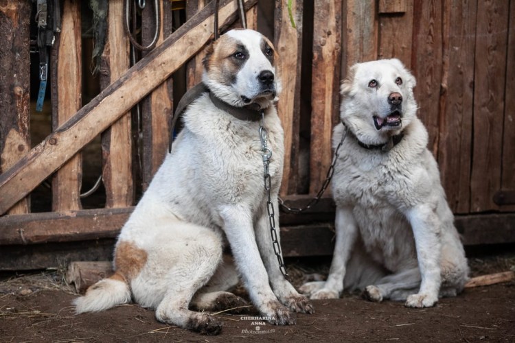 Молодой алабай на прогулке