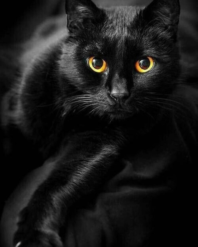 Кошечка черная