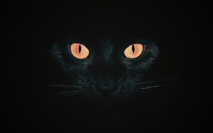 Черная кошка в темноте