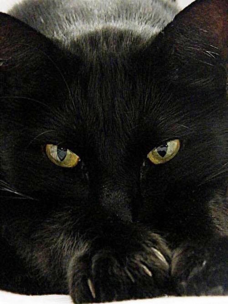 Красивая черная кошка