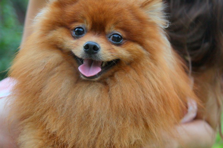 Породу собаки Лулу шпиц