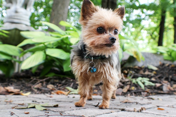 Австралийский шпиц