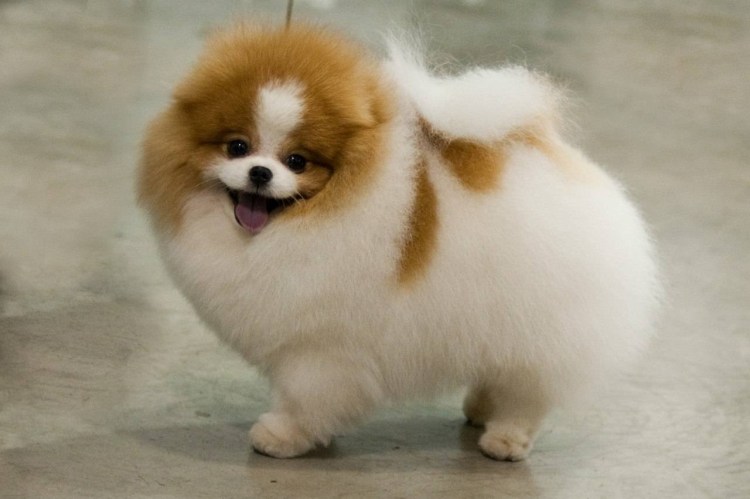 Японская сиба ину