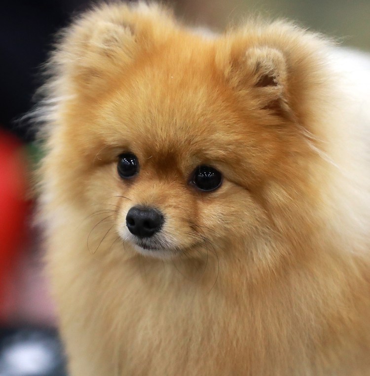 Порода собак чихуахуа