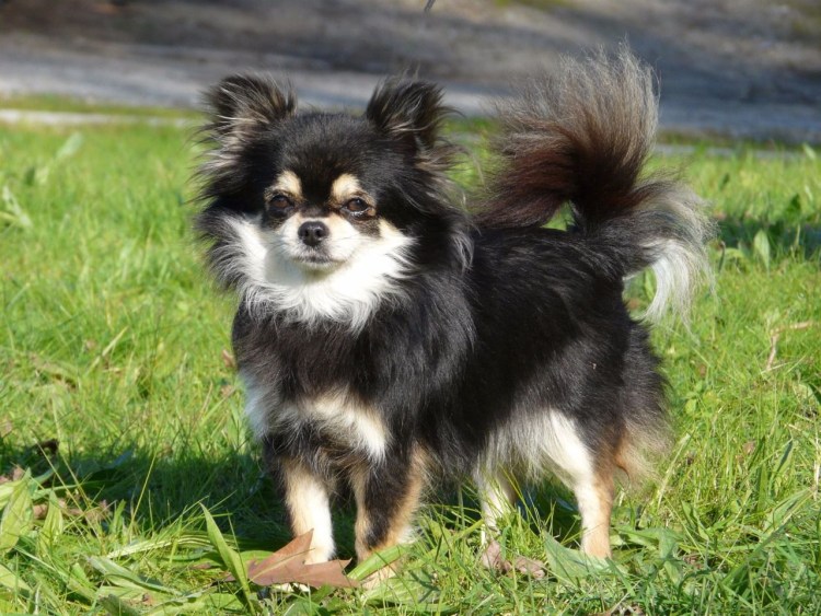 Шпиц померанский карликовый